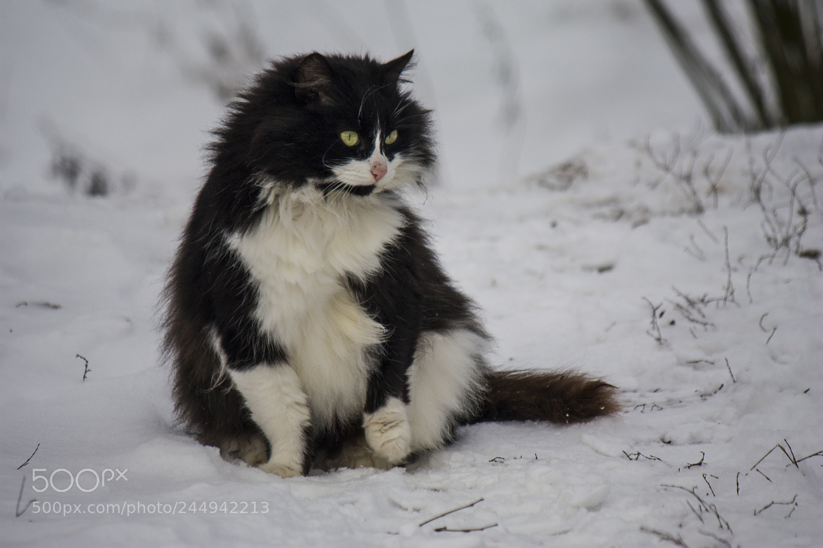 Canon EOS 450D (EOS Rebel XSi / EOS Kiss X2) sample photo. Funny shaggy cat of photography