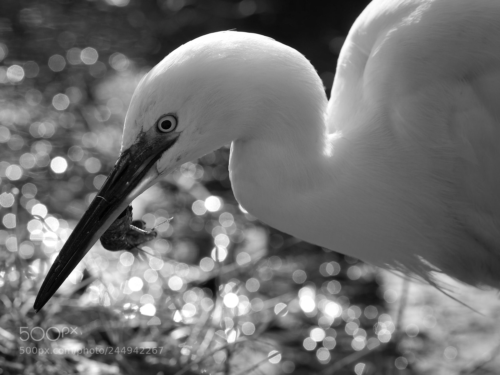 Olympus PEN E-PL7 sample photo. A little egret caught photography