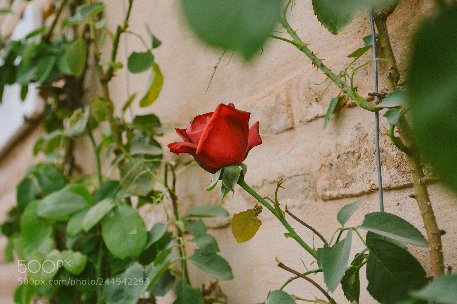 Nikon D5200 sample photo. Life photography