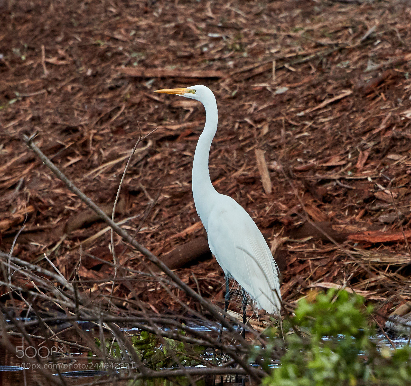 Canon EOS-1D X Mark II sample photo. 02-04-18-0002283.jpg photography