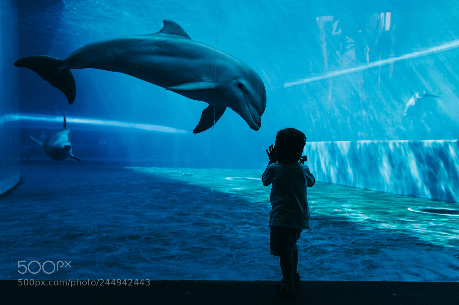 Nikon D610 sample photo. Dolphins swimming underwater photography