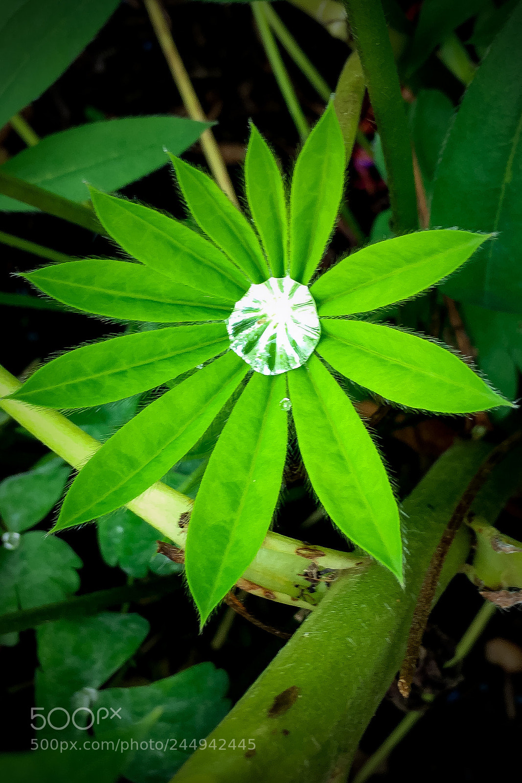Apple iPhone 6s sample photo. Img photography