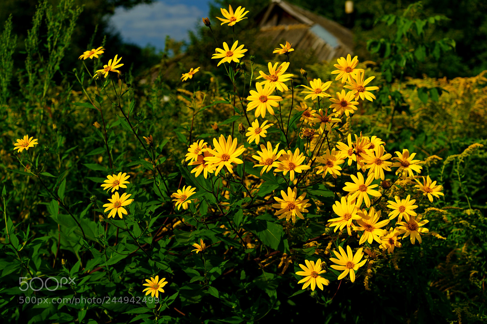 Sony a7R II sample photo. Rudbeckia. photography