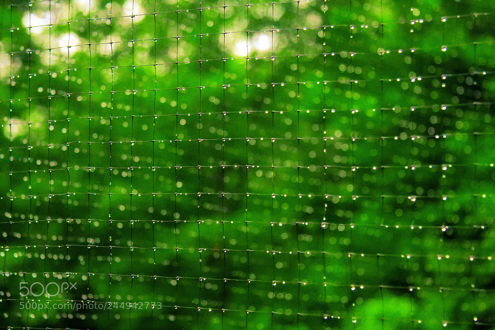 Canon EOS 550D (EOS Rebel T2i / EOS Kiss X4) sample photo. Drops on deer wire photography