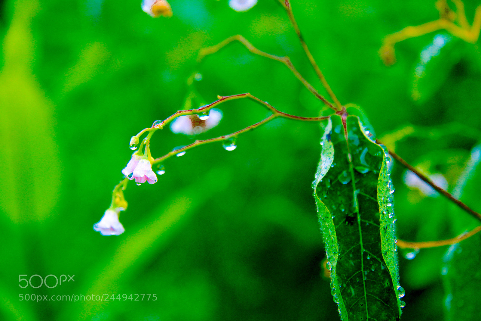 Canon EOS 550D (EOS Rebel T2i / EOS Kiss X4) sample photo. Green buds drops photography