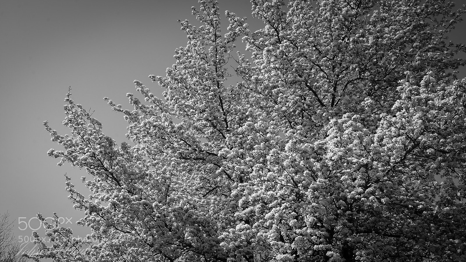 Canon EOS 5D sample photo. Apple  blossoms ! photography