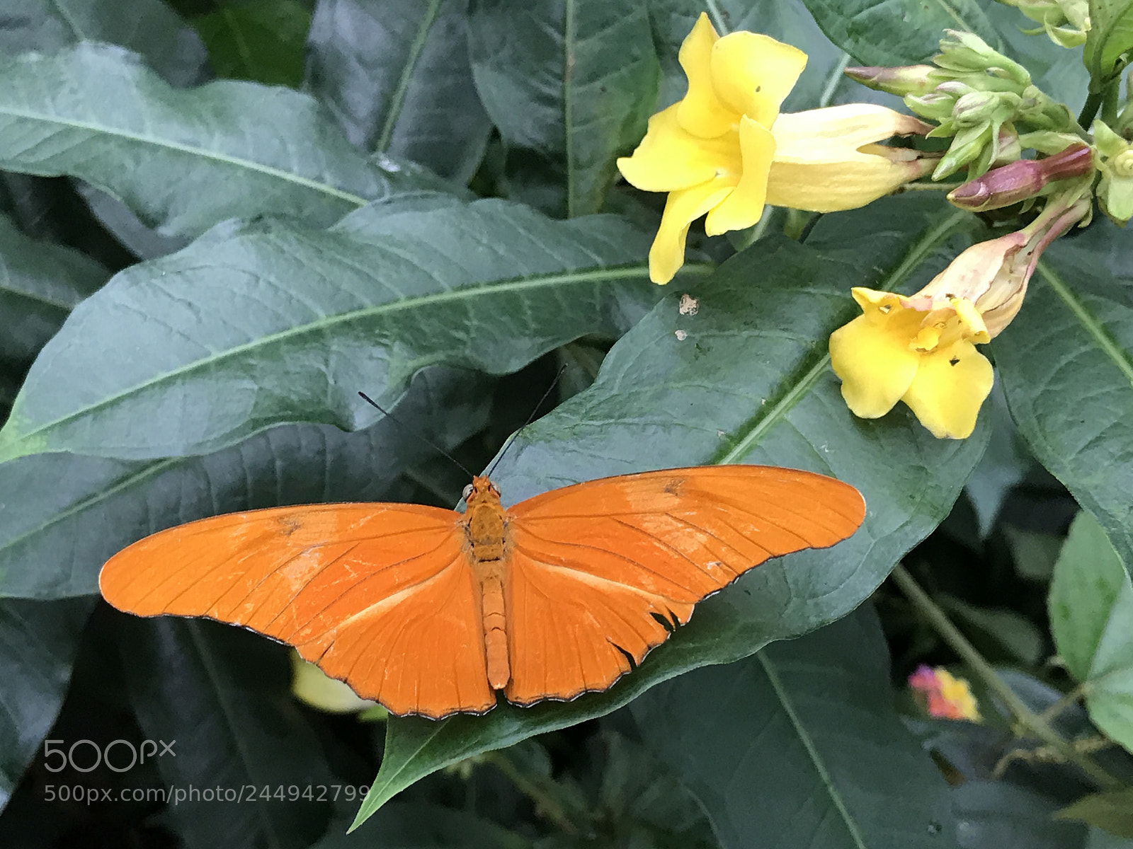 Apple iPhone 7 Plus sample photo. Butterfly at butterfly garden photography