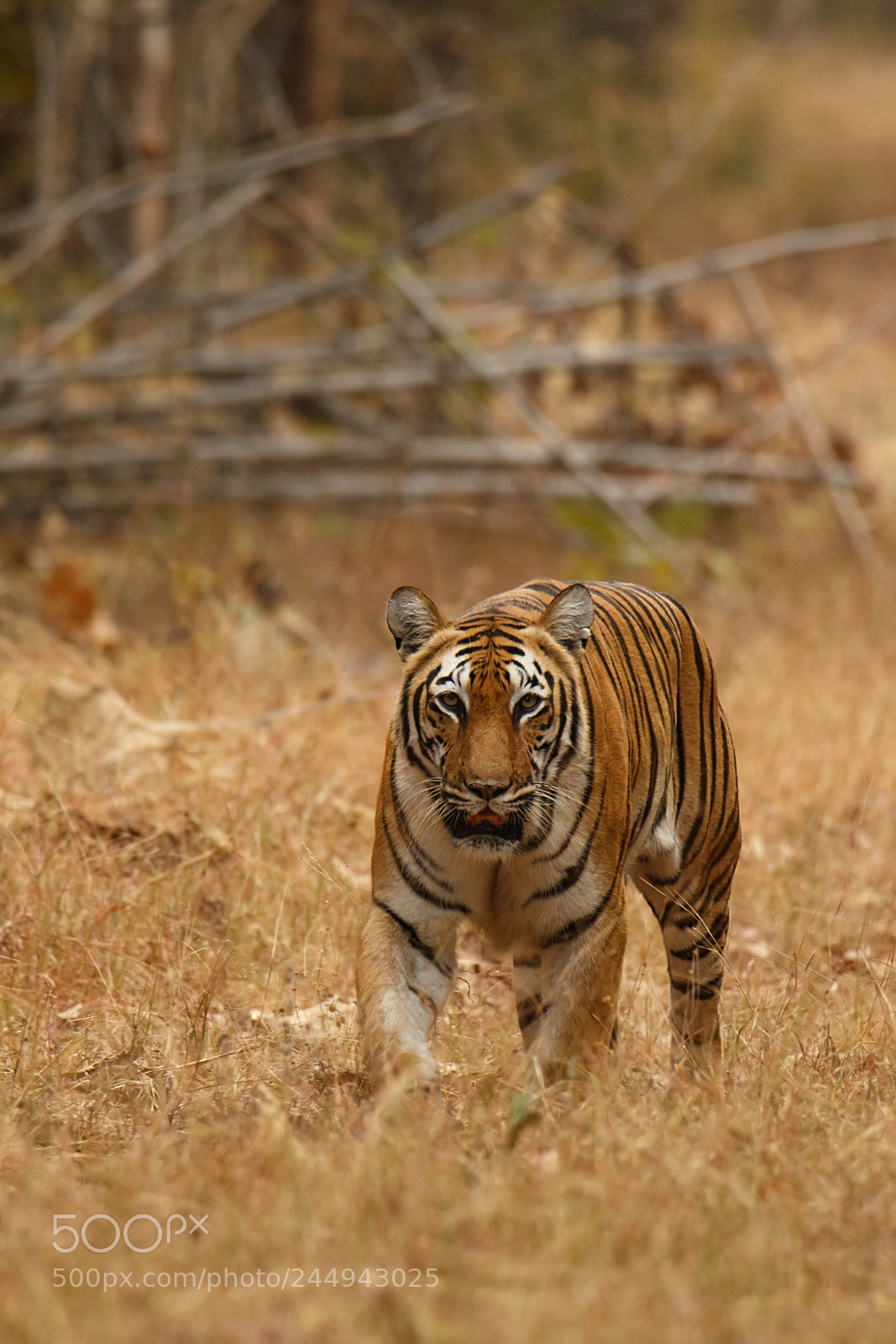 Canon EOS 7D Mark II sample photo. Tiger photography
