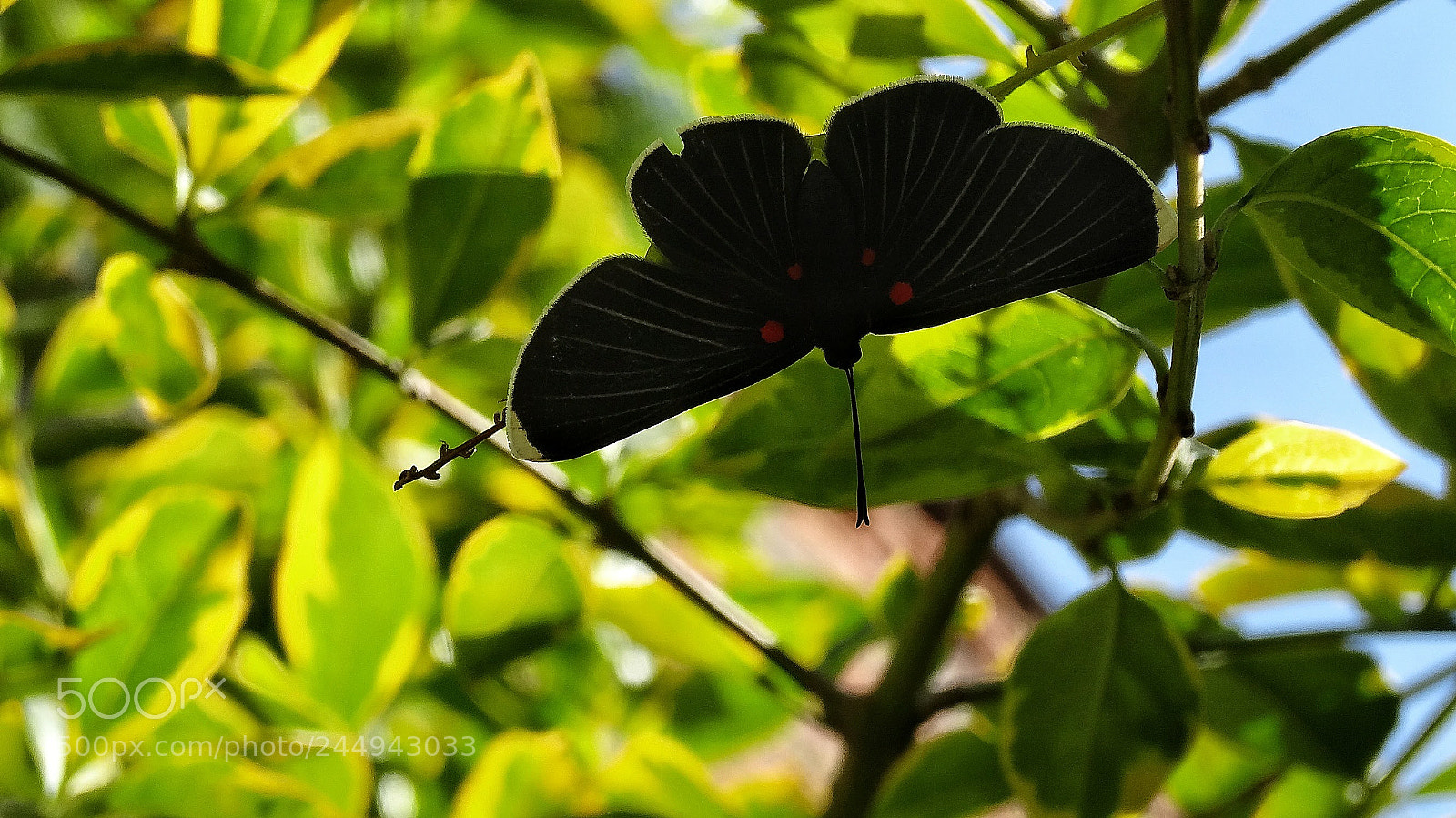 Sony Cyber-shot DSC-HX20V sample photo. Hide photography
