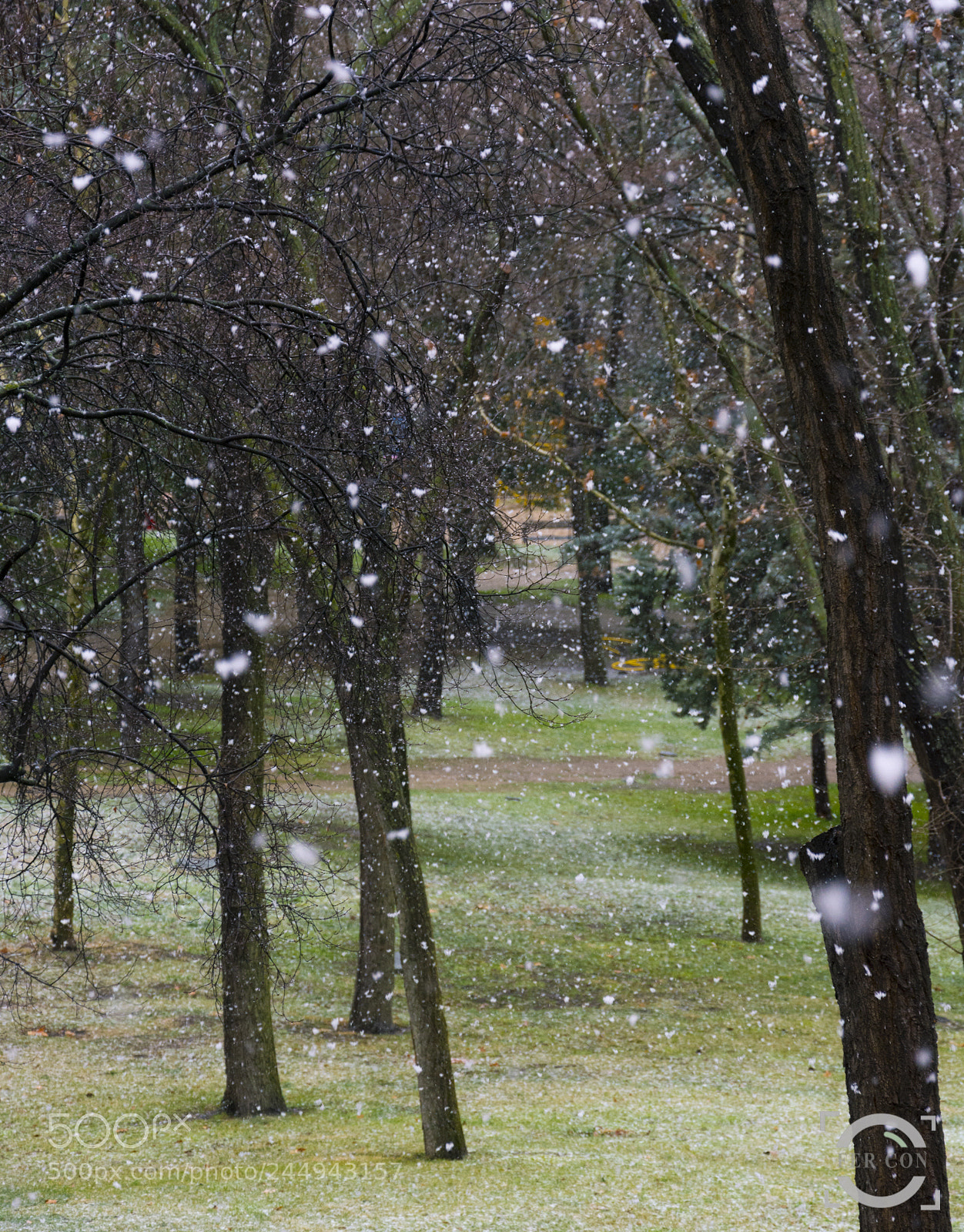 Nikon D7100 sample photo. Snowin' photography