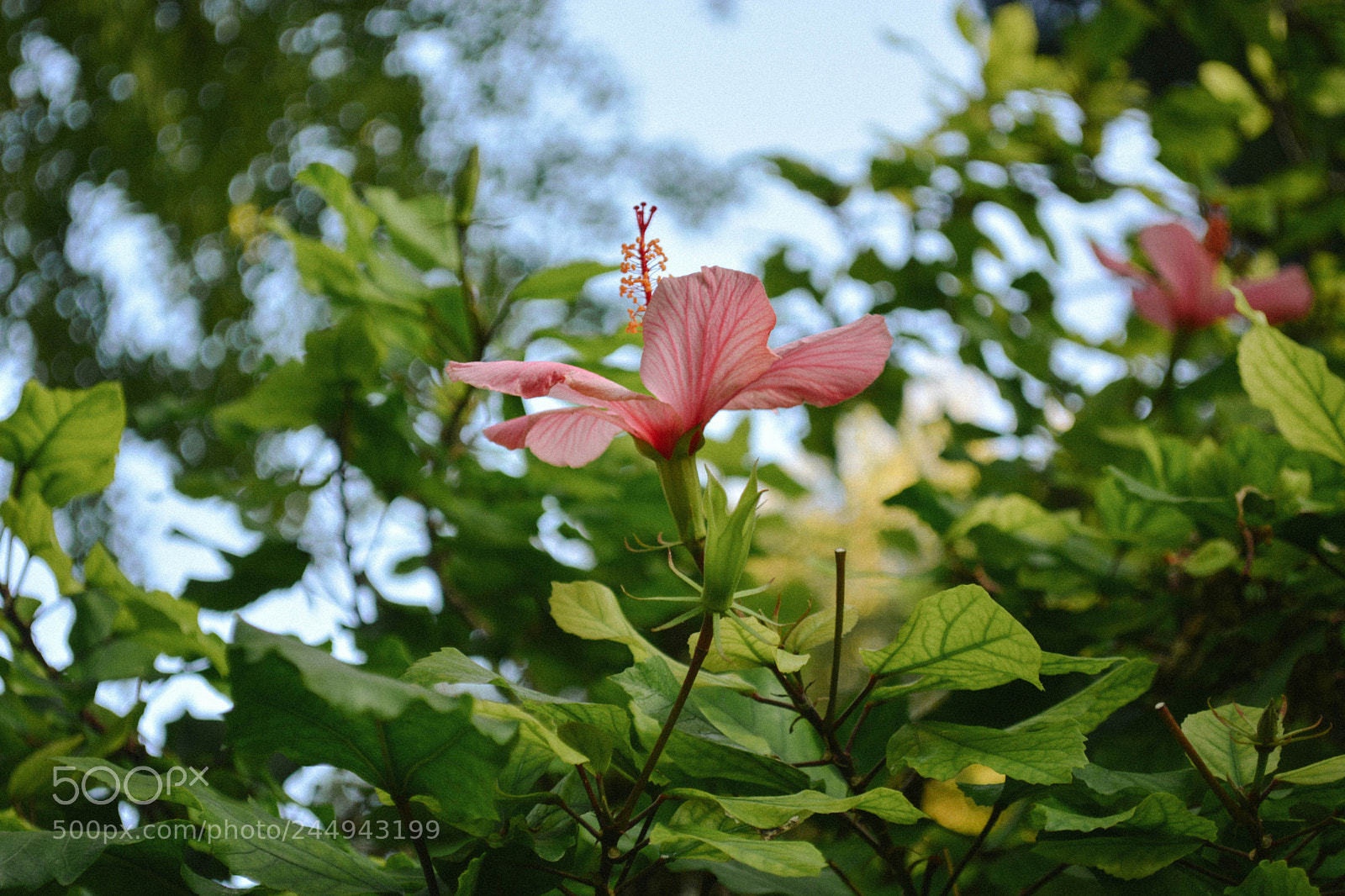 Nikon D5200 sample photo. Untitled photography