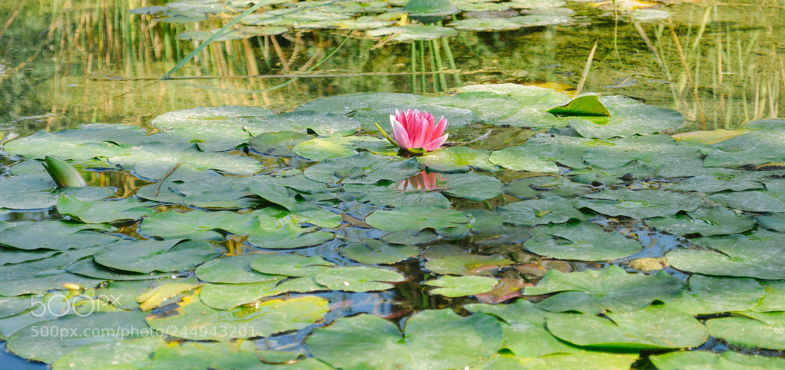 Nikon D5200 sample photo. Life photography