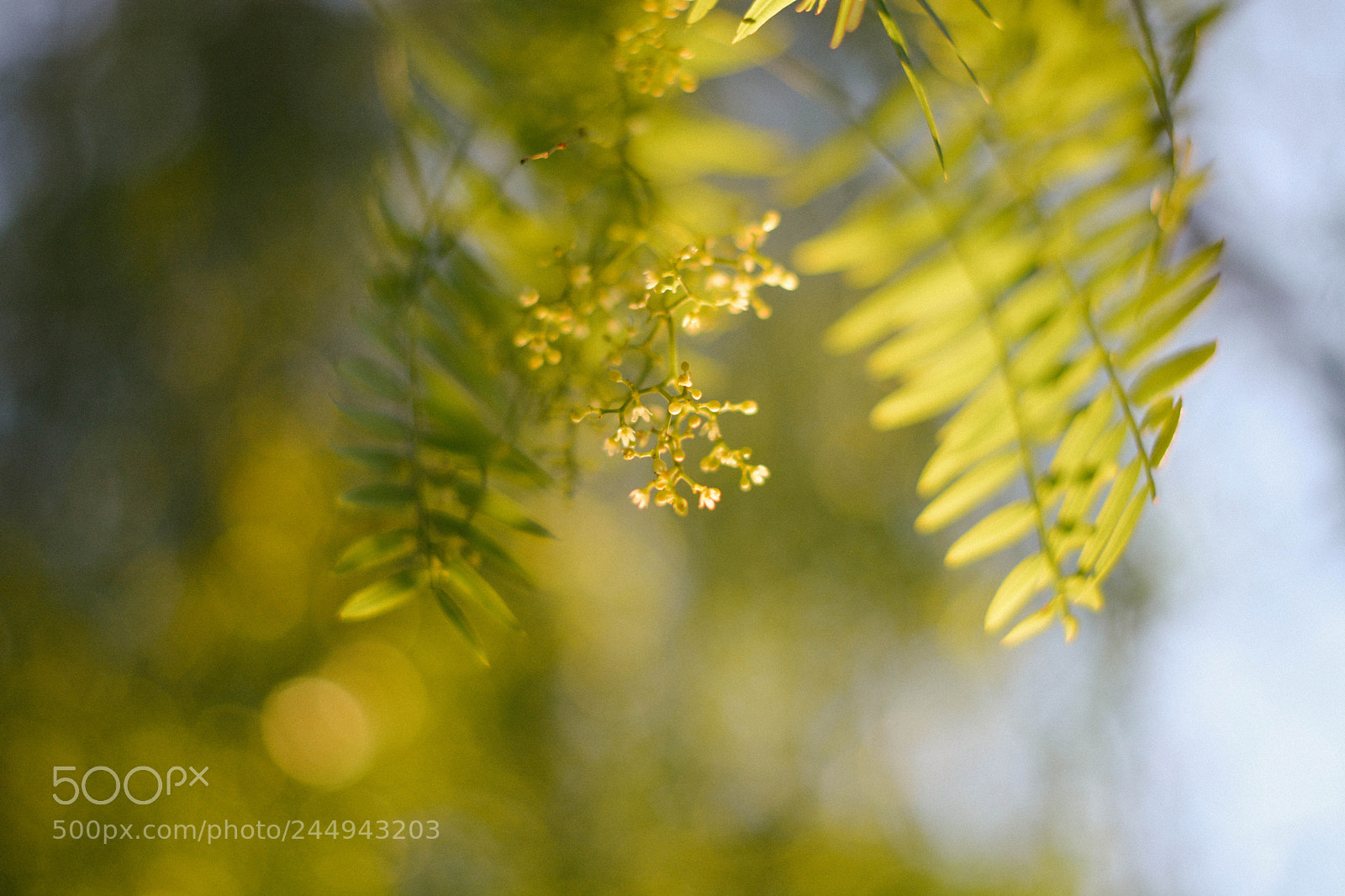 Nikon D5200 sample photo. Untitled photography