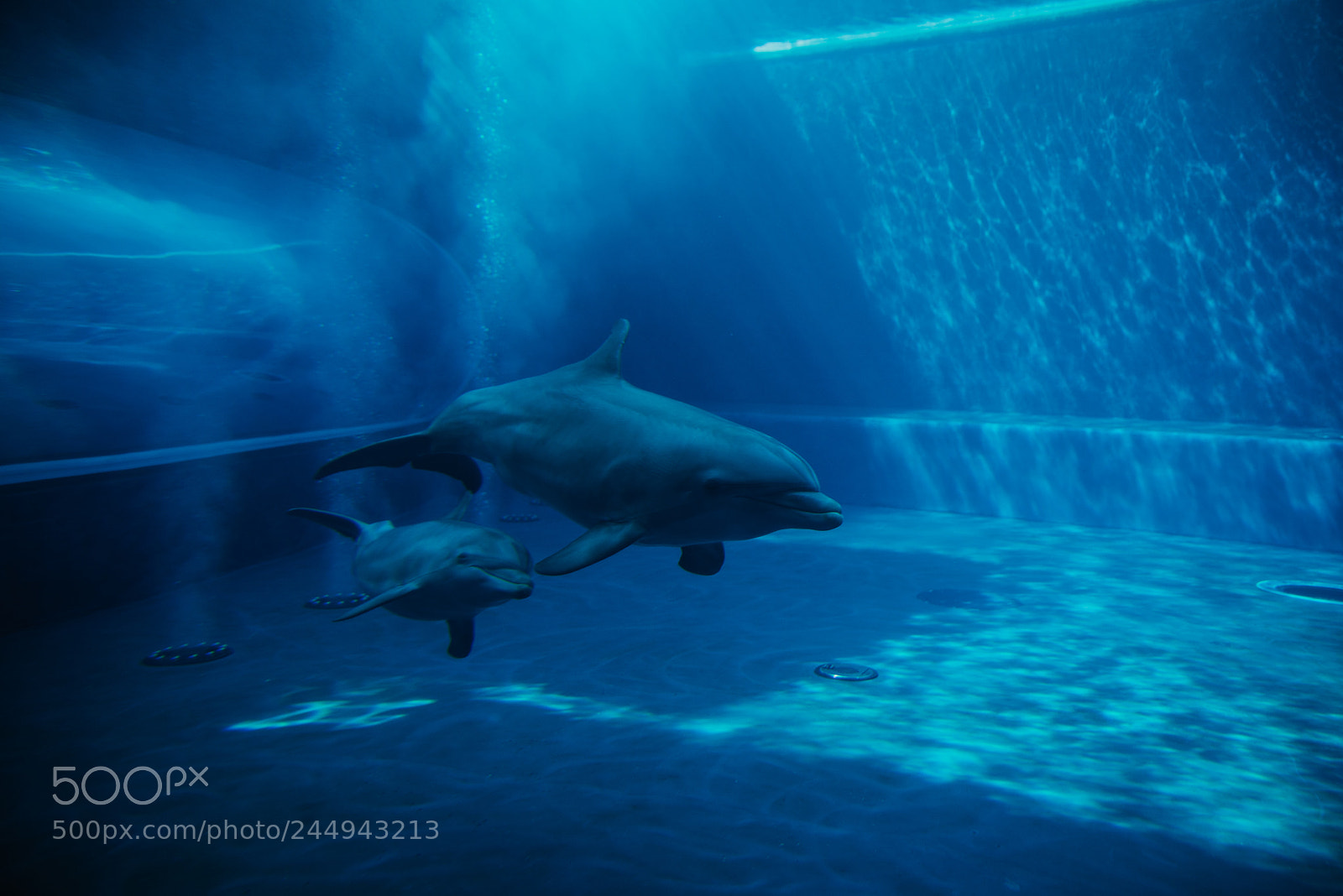 Nikon D610 sample photo. Dolphins swimming underwater photography