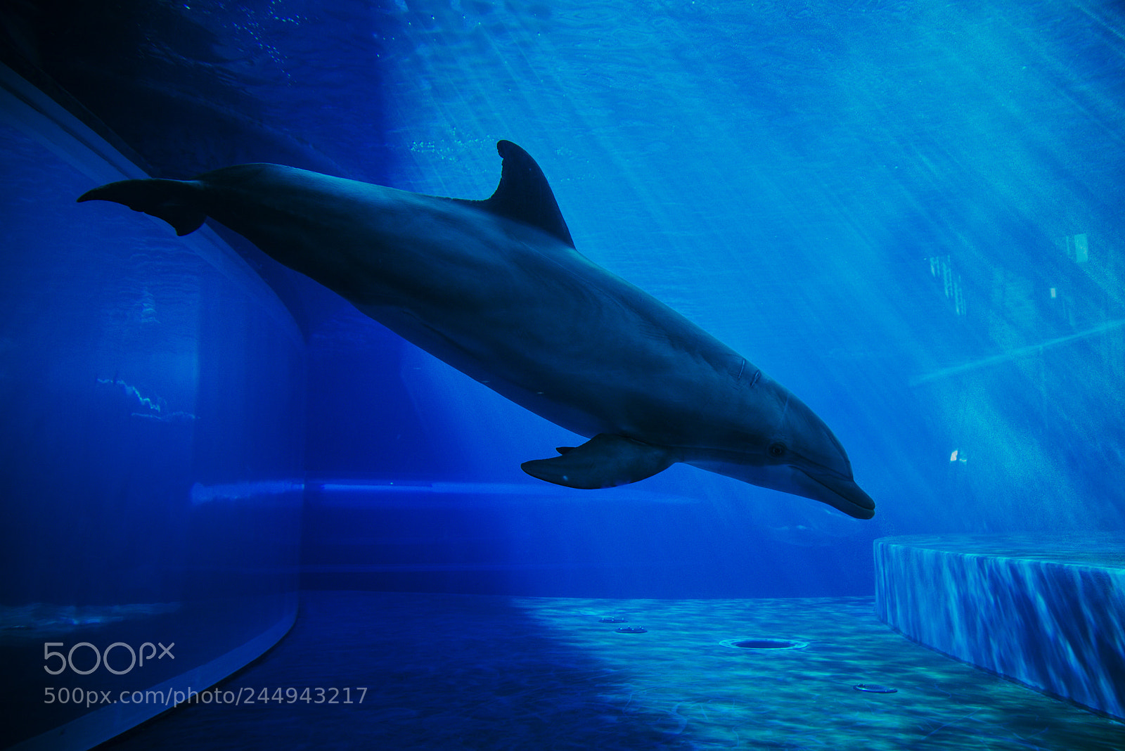 Nikon D610 sample photo. Dolphins swimming underwater photography