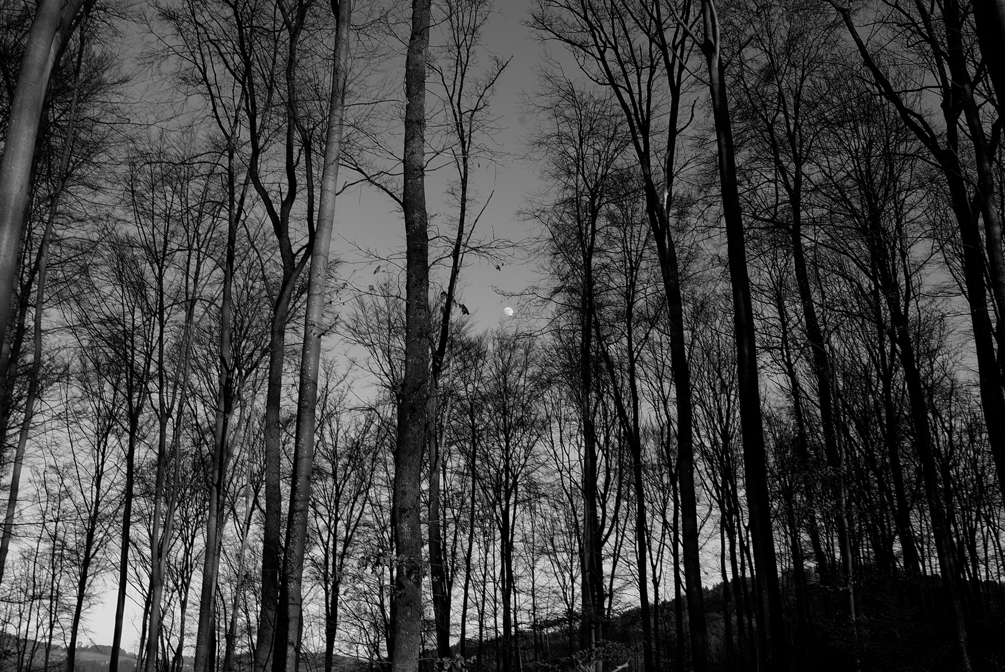 Leica X1 sample photo. Wood photography