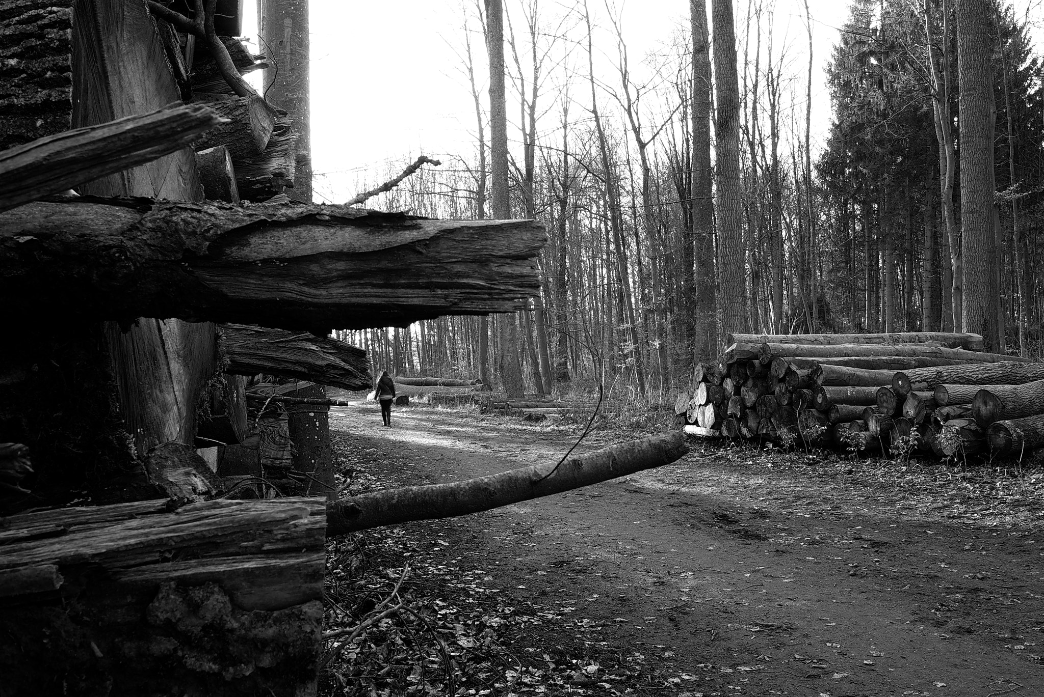 Leica X1 sample photo. Wood photography