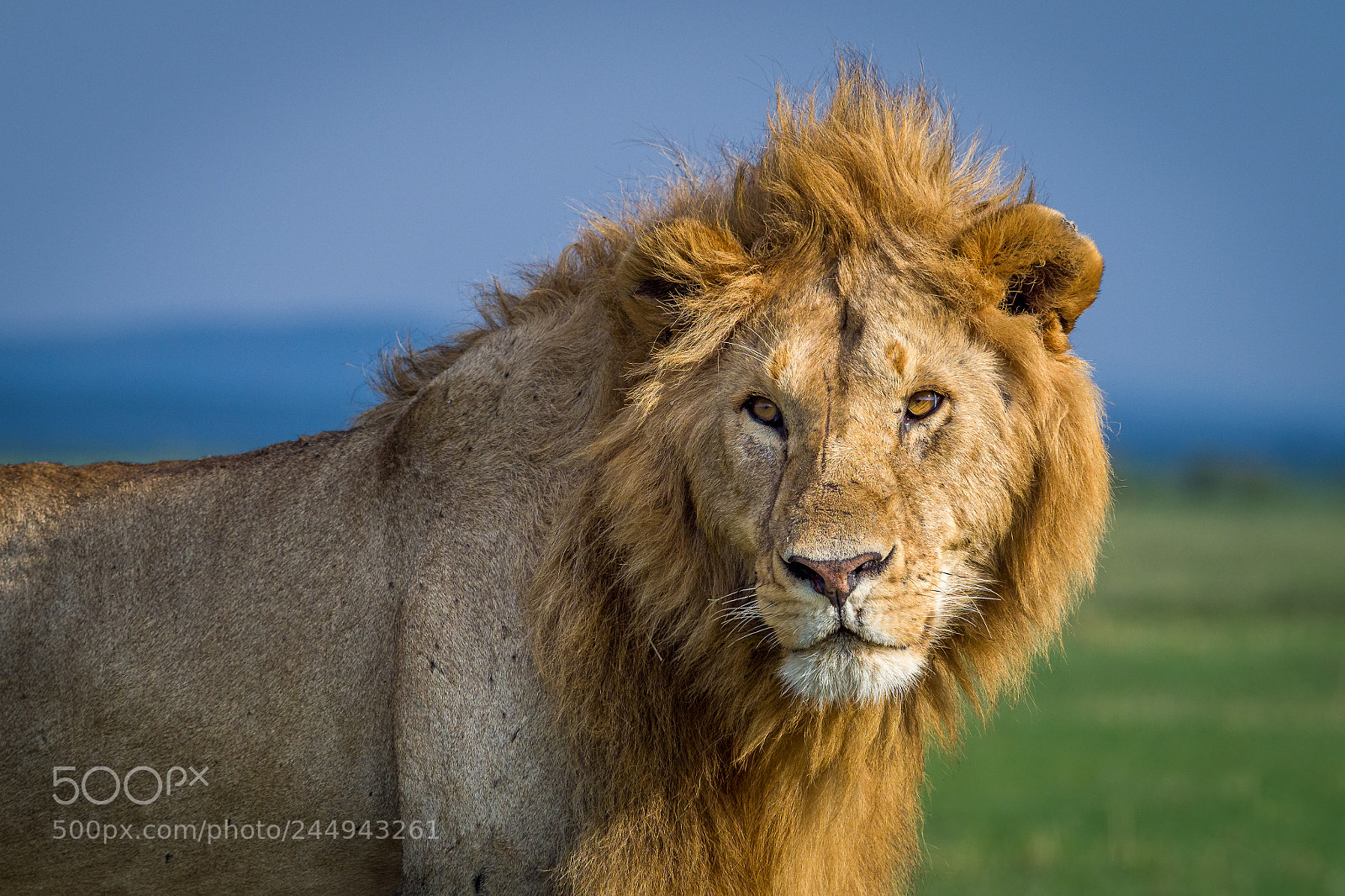 Olympus OM-D E-M1 Mark II sample photo. Portrait of the king photography