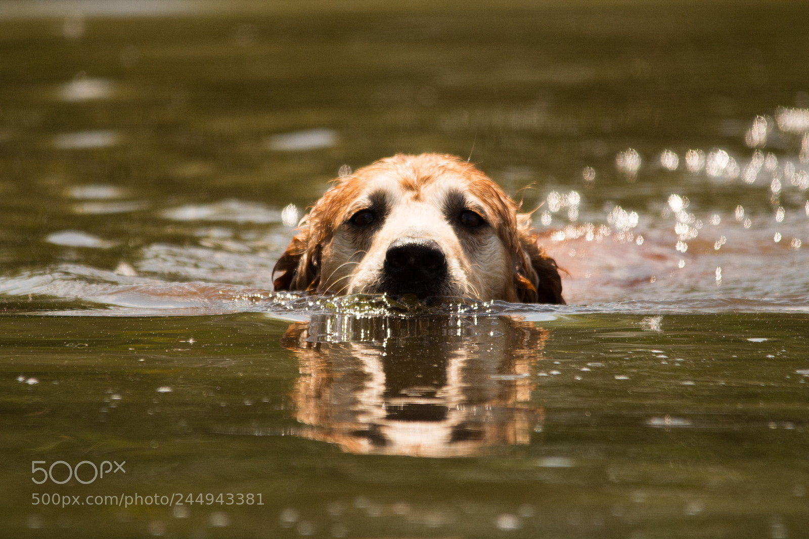 Nikon D7100 sample photo. Swimming photography