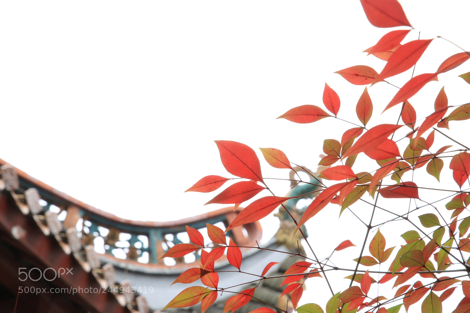 Canon EOS 6D + Canon EF 24-105mm F4L IS USM sample photo. 红叶 photography
