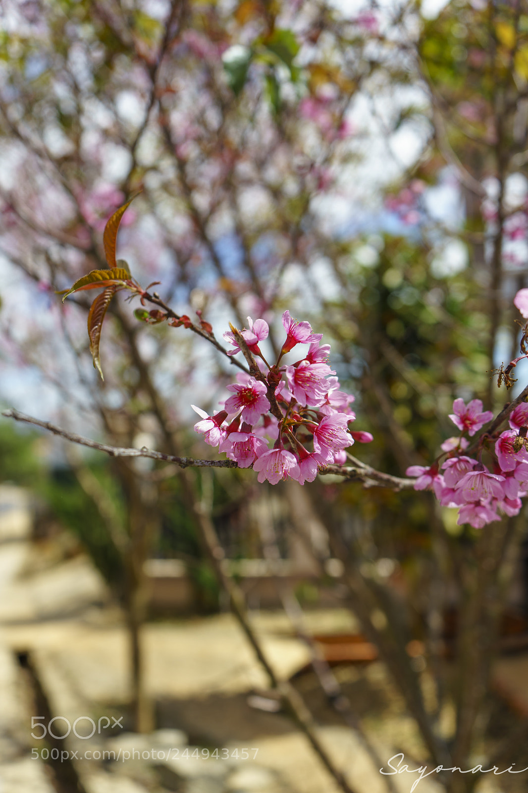 Sony a7 II sample photo. Dsc photography