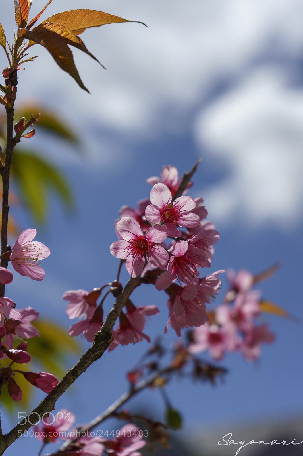 Sony a7 II sample photo. Dsc photography