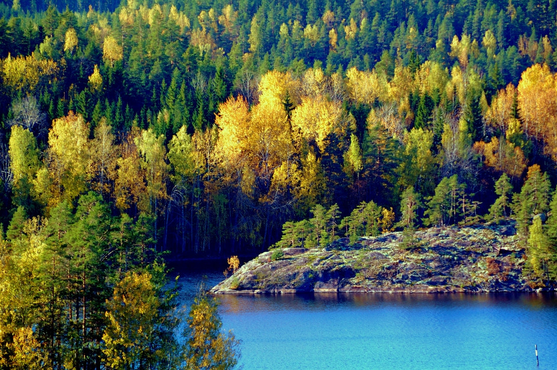 Nikon D40 sample photo. National park repovesi in autumn photography