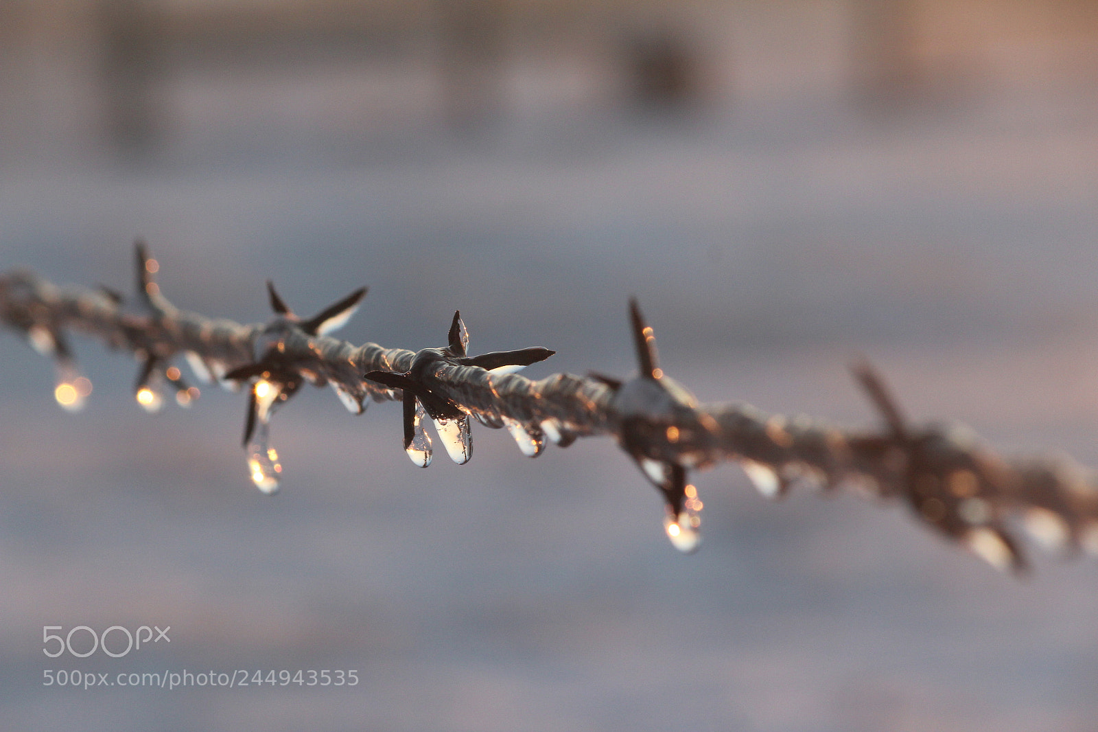 Canon EF-S 55-250mm F4-5.6 IS II sample photo. Barb wire with ice photography