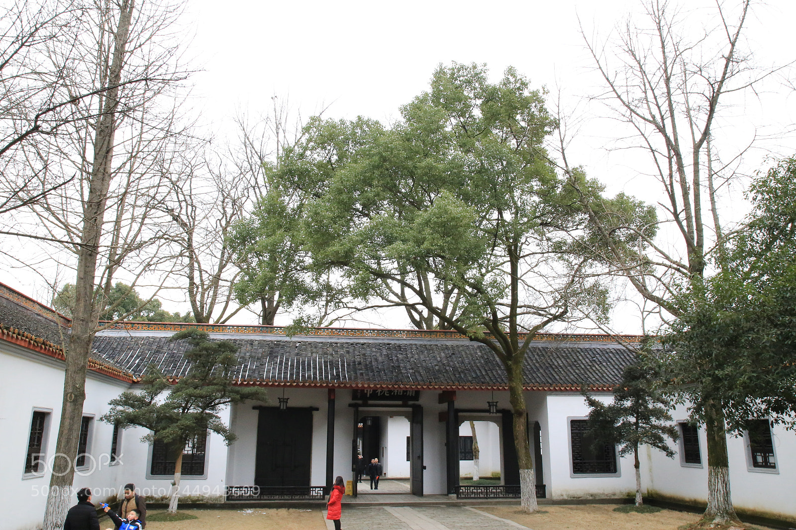 Canon EOS 6D + Canon EF 24-105mm F4L IS USM sample photo. 树 photography