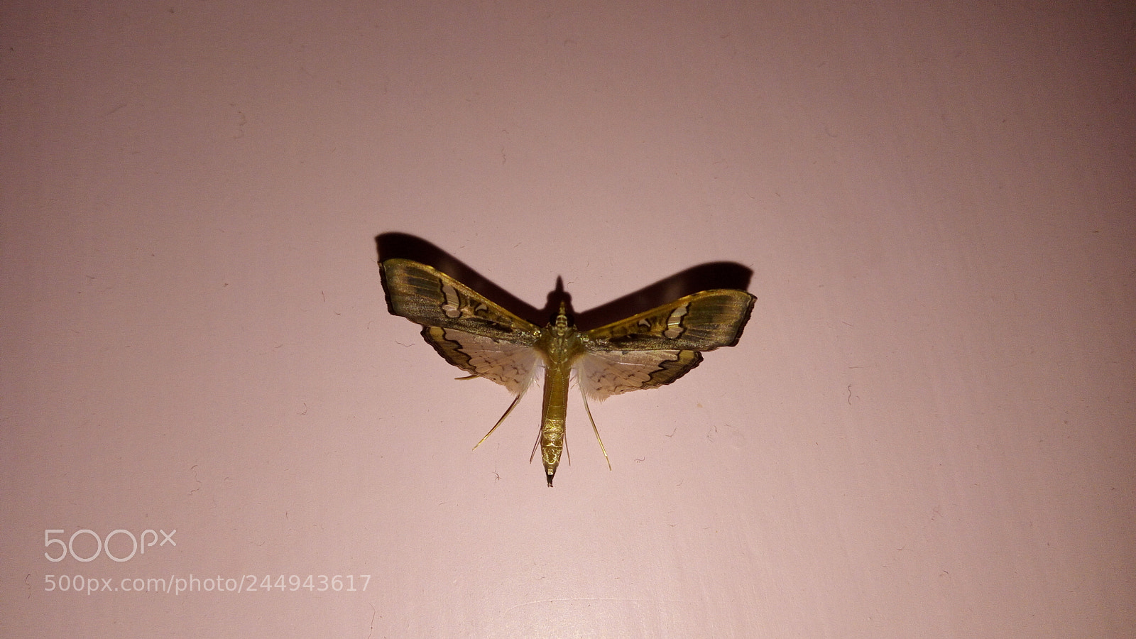 Lenovo VIBE X3 LITE sample photo. Untitled photography
