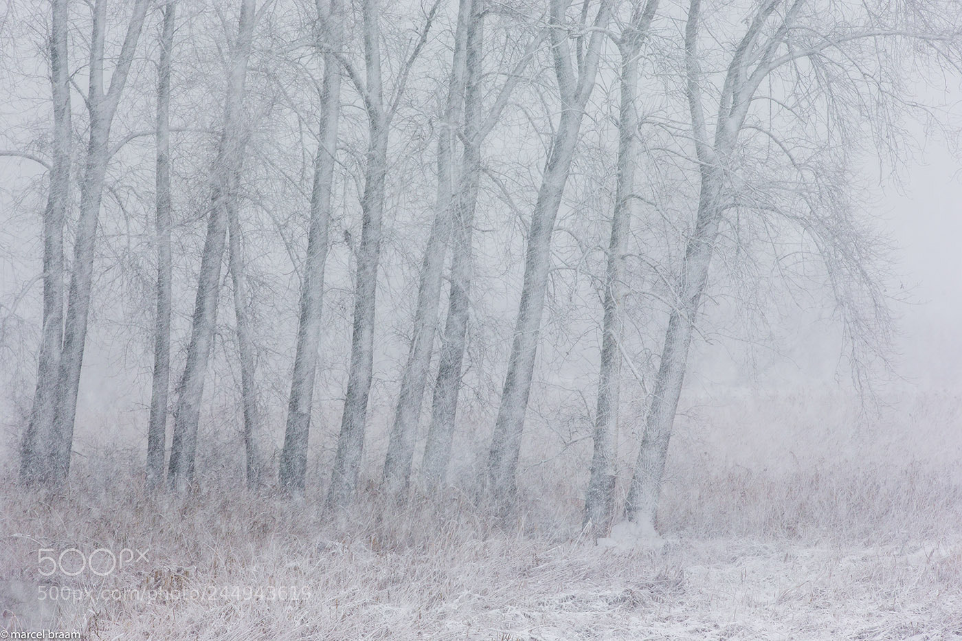 Canon EOS-1D X sample photo. Blizzard photography