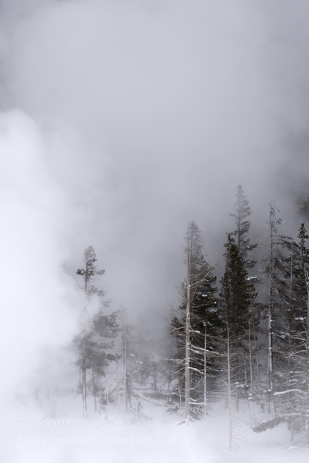 Nikon D810 sample photo. Winter in yellowstone seven photography