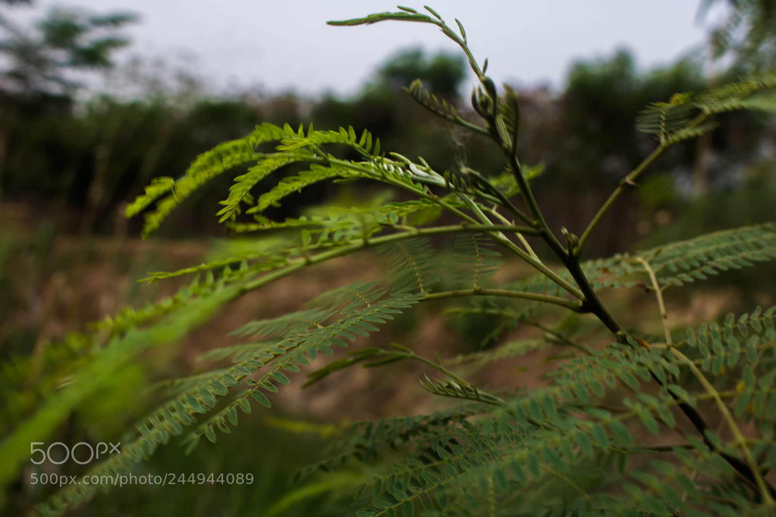Canon EOS 750D (EOS Rebel T6i / EOS Kiss X8i) sample photo. Green photography