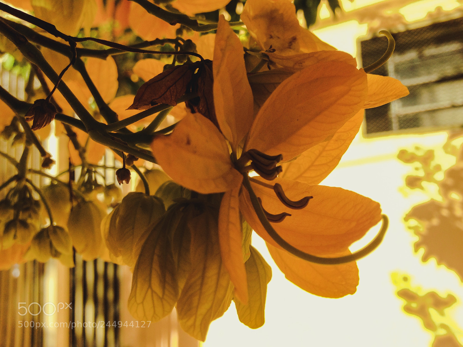 Apple iPhone 5 sample photo. Tardes de uma flor... photography