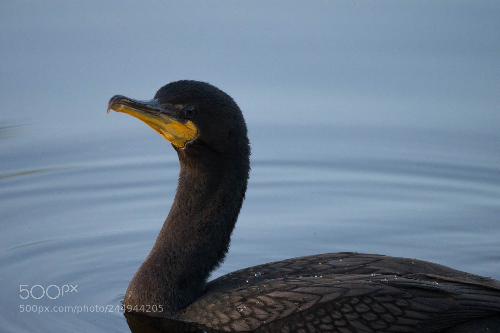 Nikon D610 sample photo. Double crested cormorant on photography