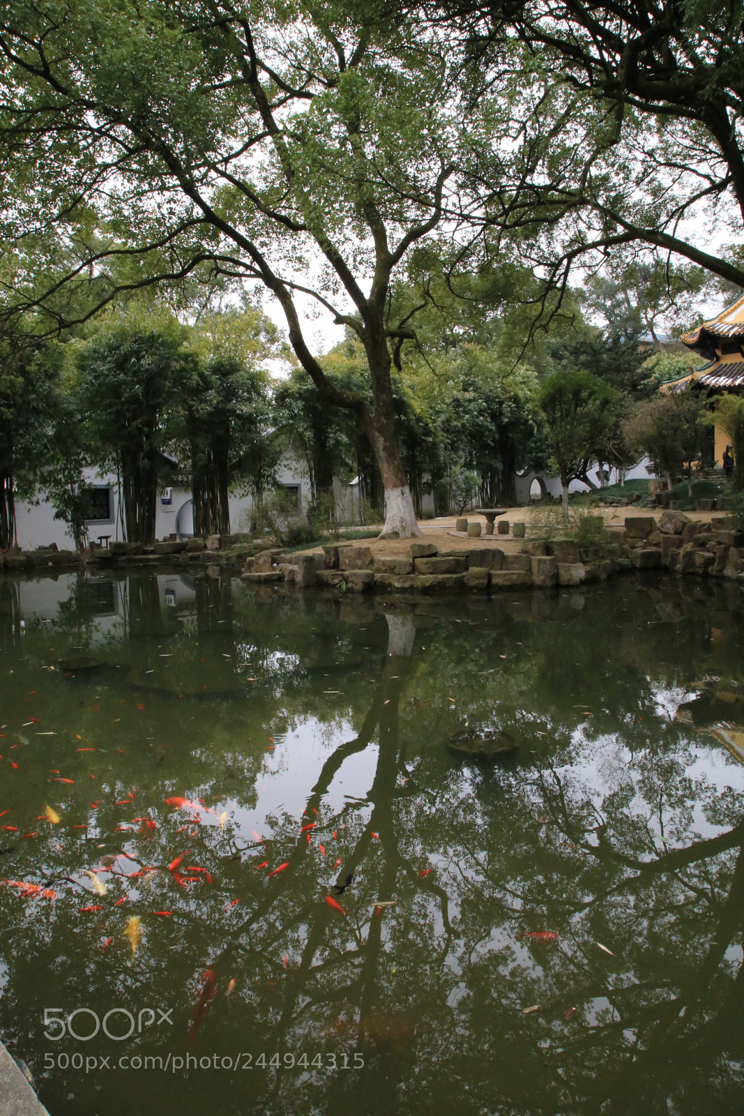 Canon EOS 6D + Canon EF 24-105mm F4L IS USM sample photo. 树的倒影与鱼 photography