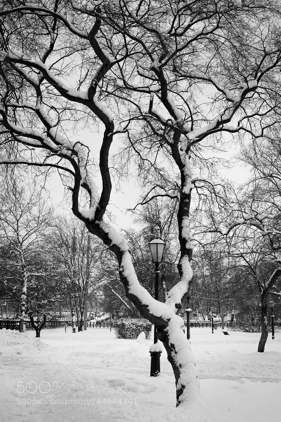 Canon EOS 70D sample photo. Snow tree in a photography