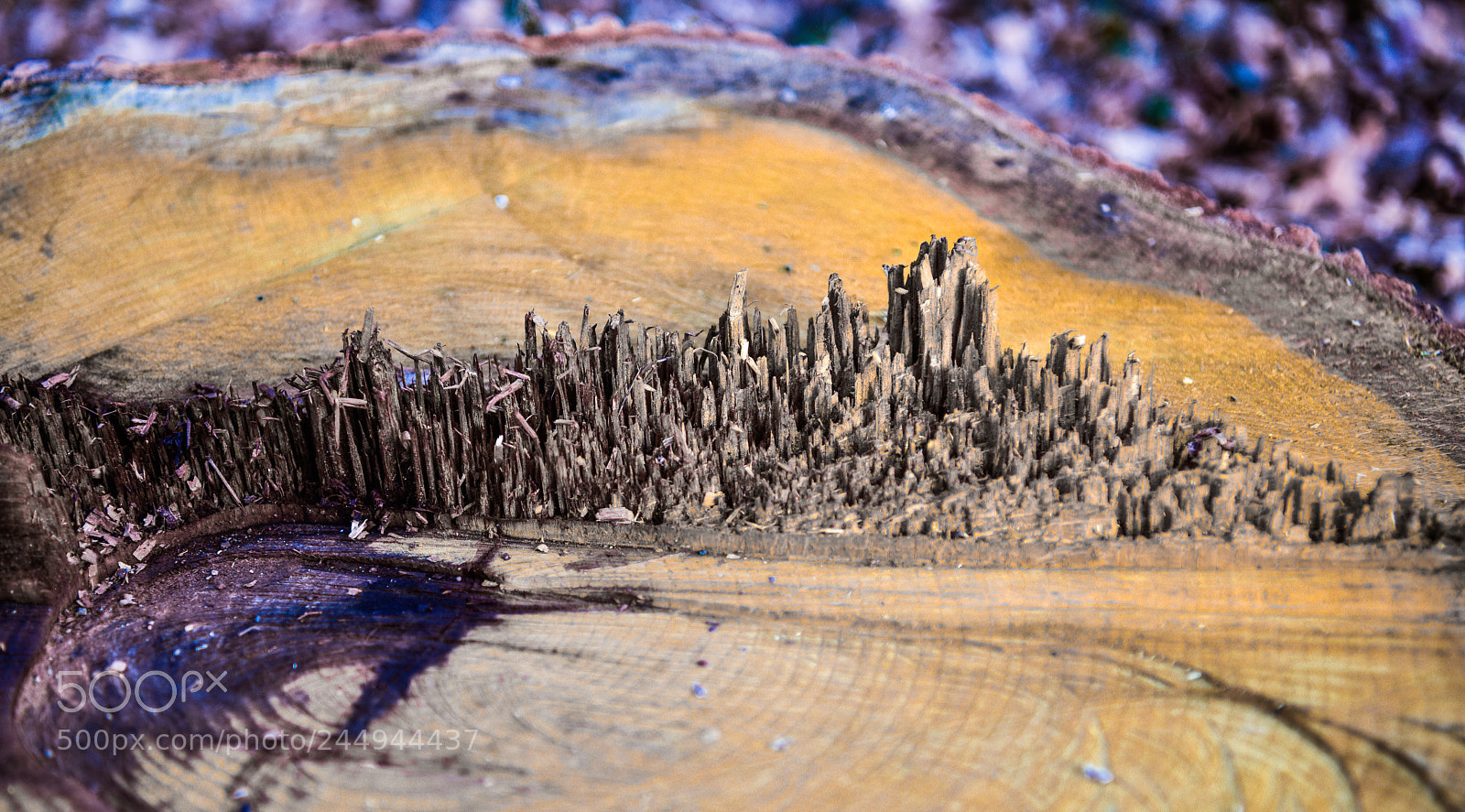 Nikon D810 sample photo. Natur art dawn town photography