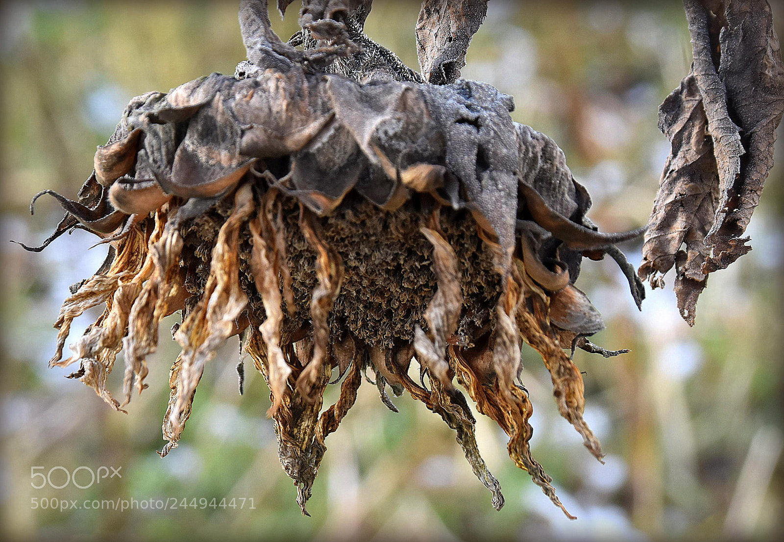 Nikon D7200 sample photo. "sunflower s past" photography