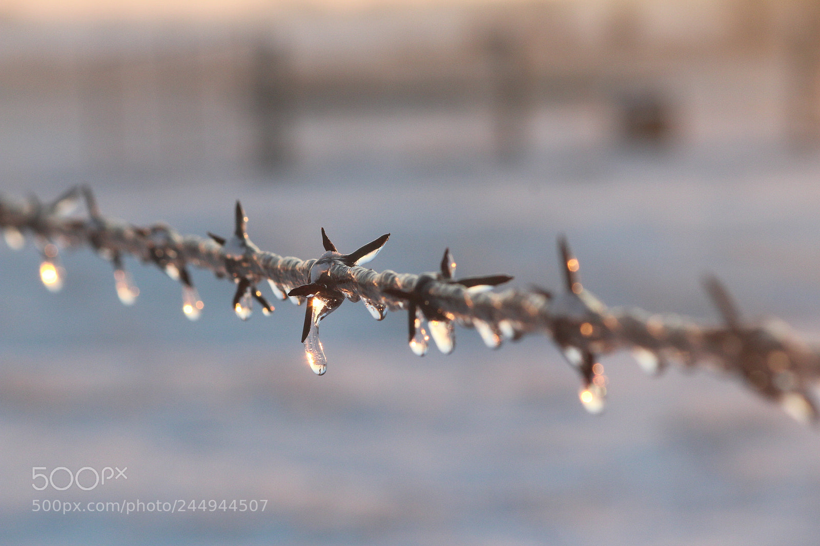 Canon EF-S 55-250mm F4-5.6 IS II sample photo. Ice on barb wire photography