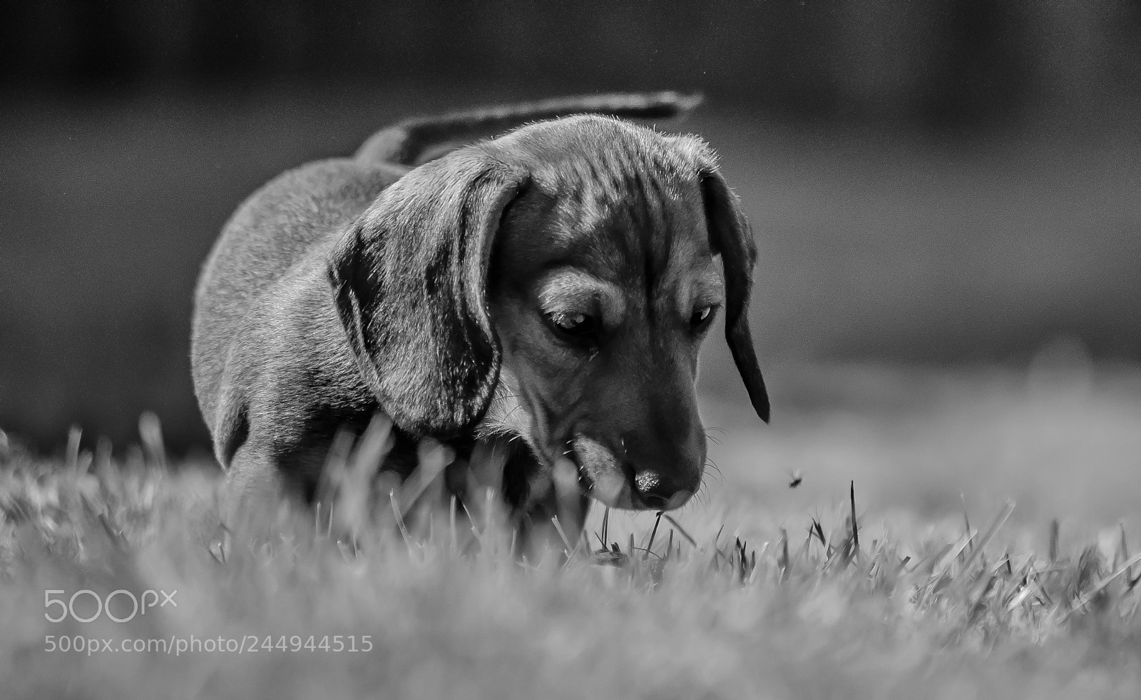 Nikon D5000 sample photo. Puppy photography