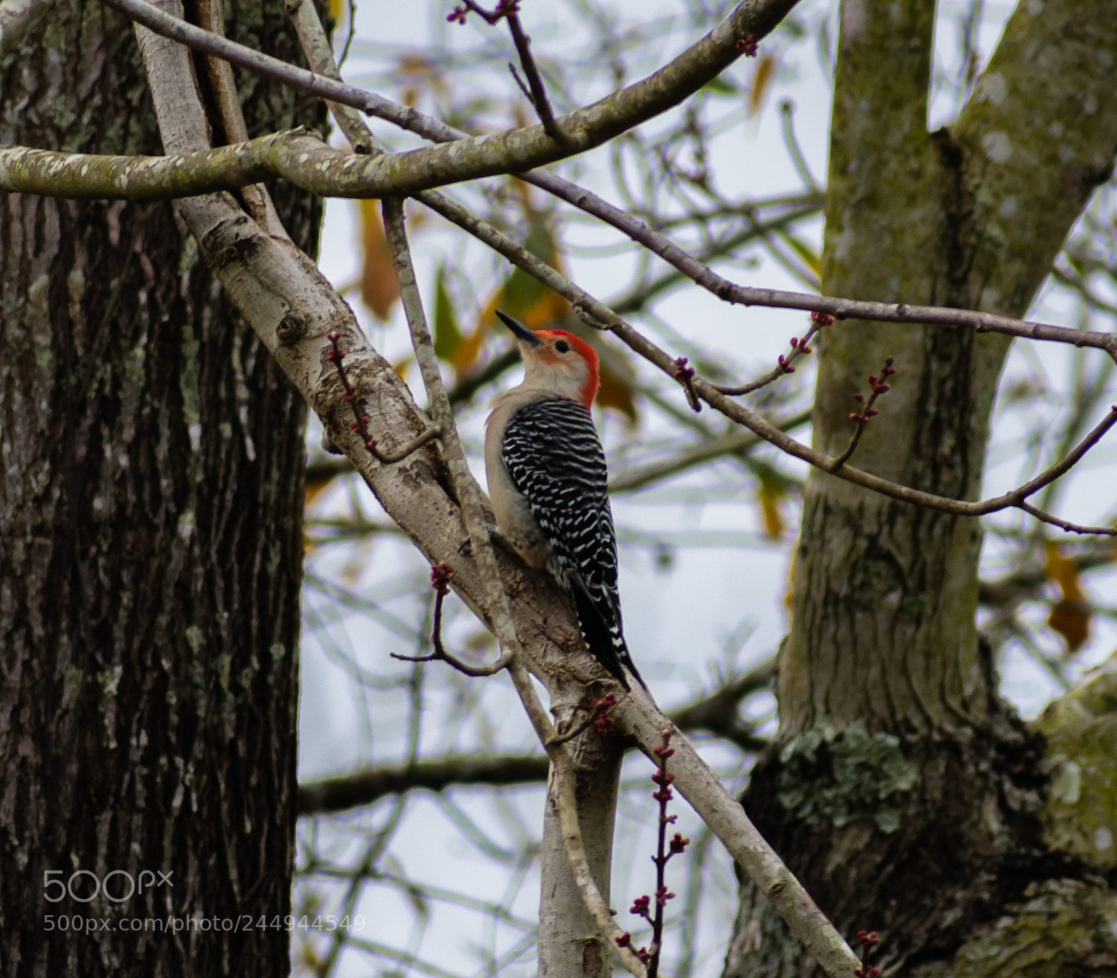 Nikon D3400 sample photo. Red bellied woodpecker photography