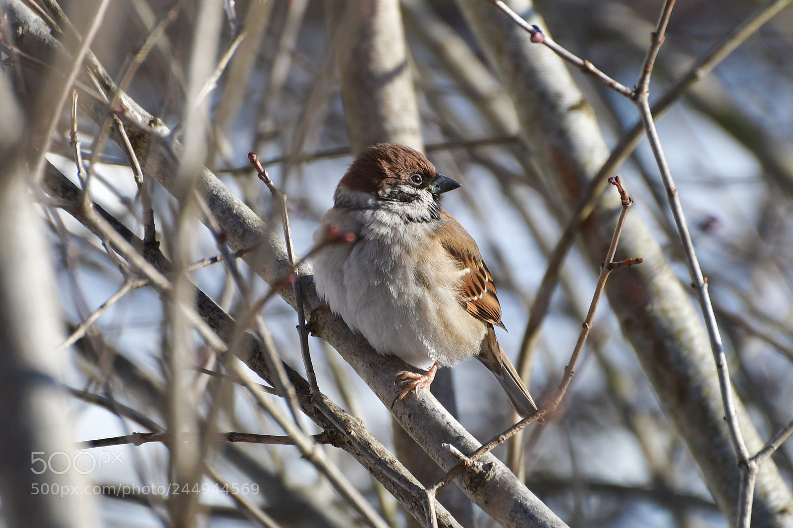 Nikon D500 sample photo. Tree sparrow in our photography