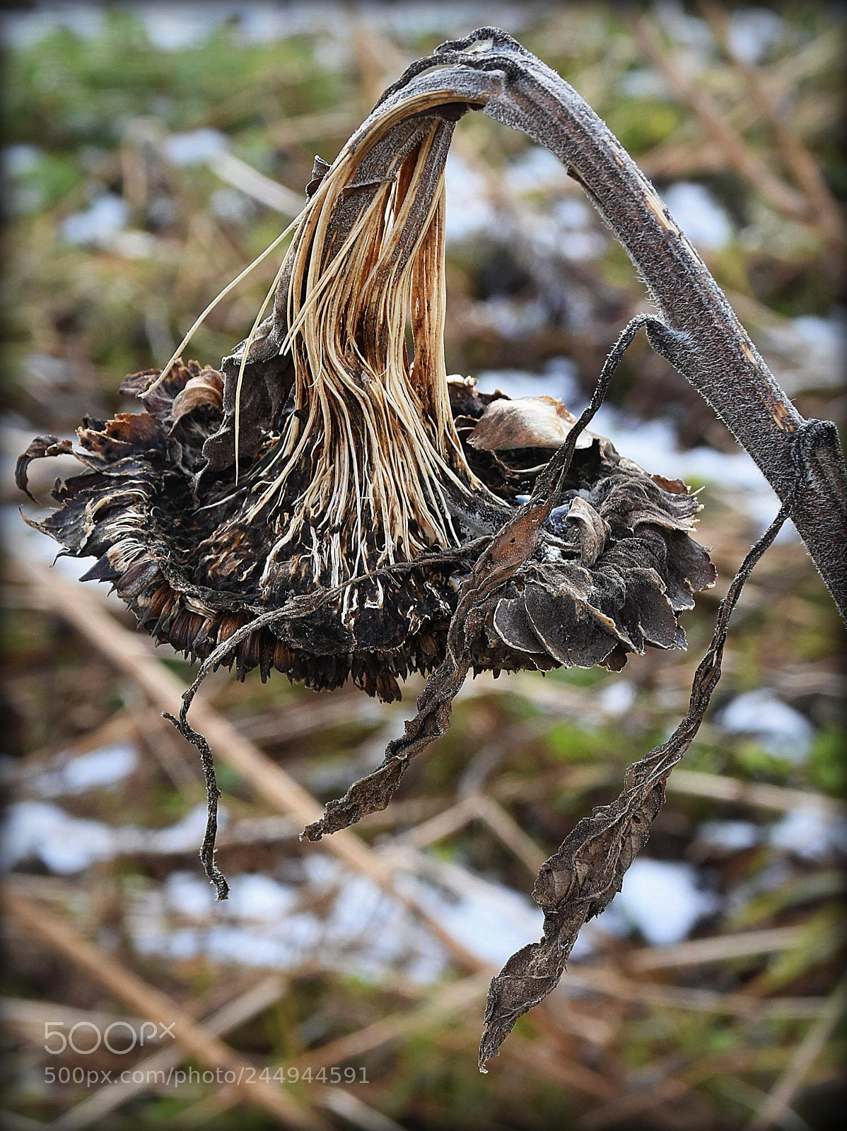 Nikon D7200 sample photo. "the end" photography