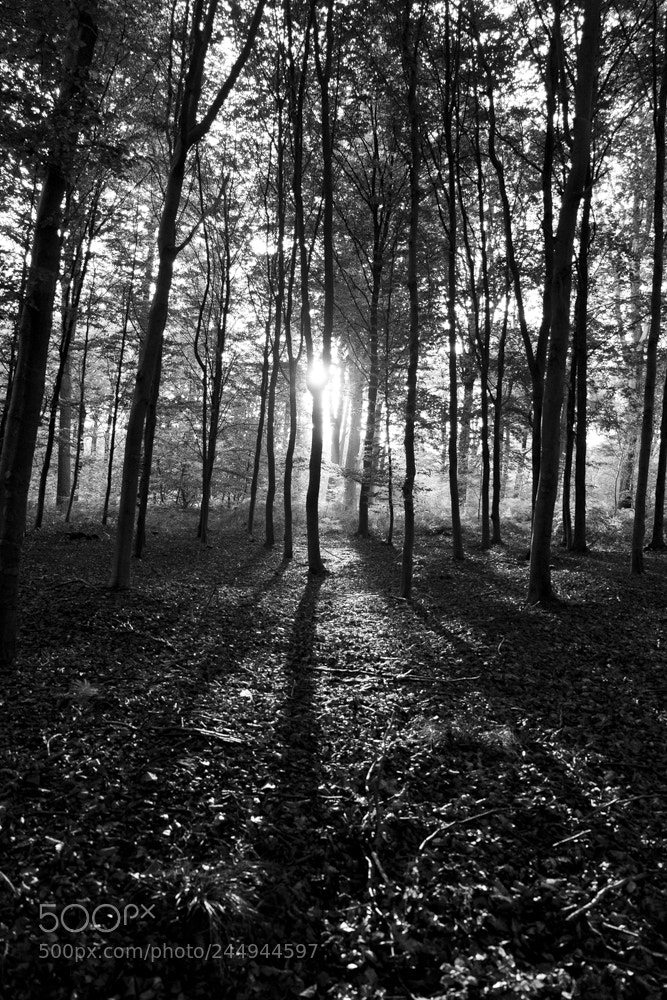 Fujifilm X-M1 sample photo. Forêt de bonsecours photography