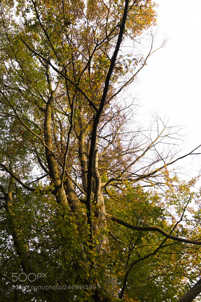 Fujifilm X-M1 sample photo. Forêt de bonsecours photography