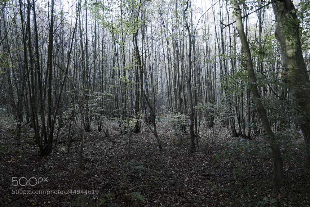 Fujifilm X-M1 sample photo. Forêt de bonsecours photography