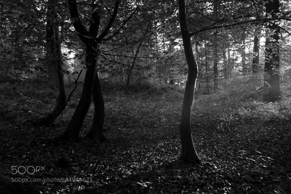 Fujifilm X-M1 sample photo. Forêt de bonsecours photography