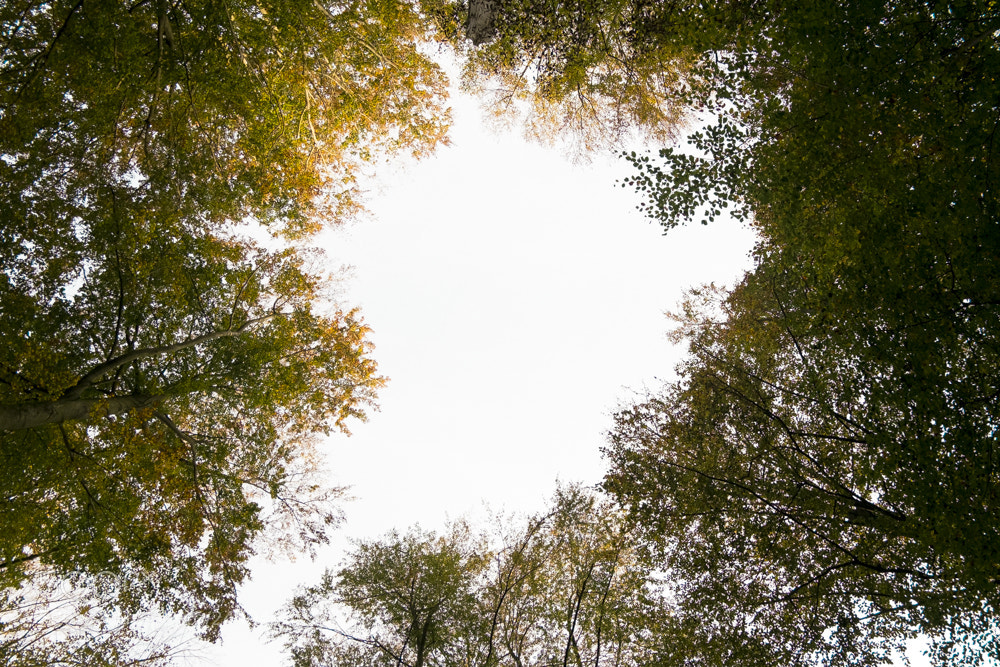 Fujifilm X-M1 sample photo. Forêt de bonsecours photography