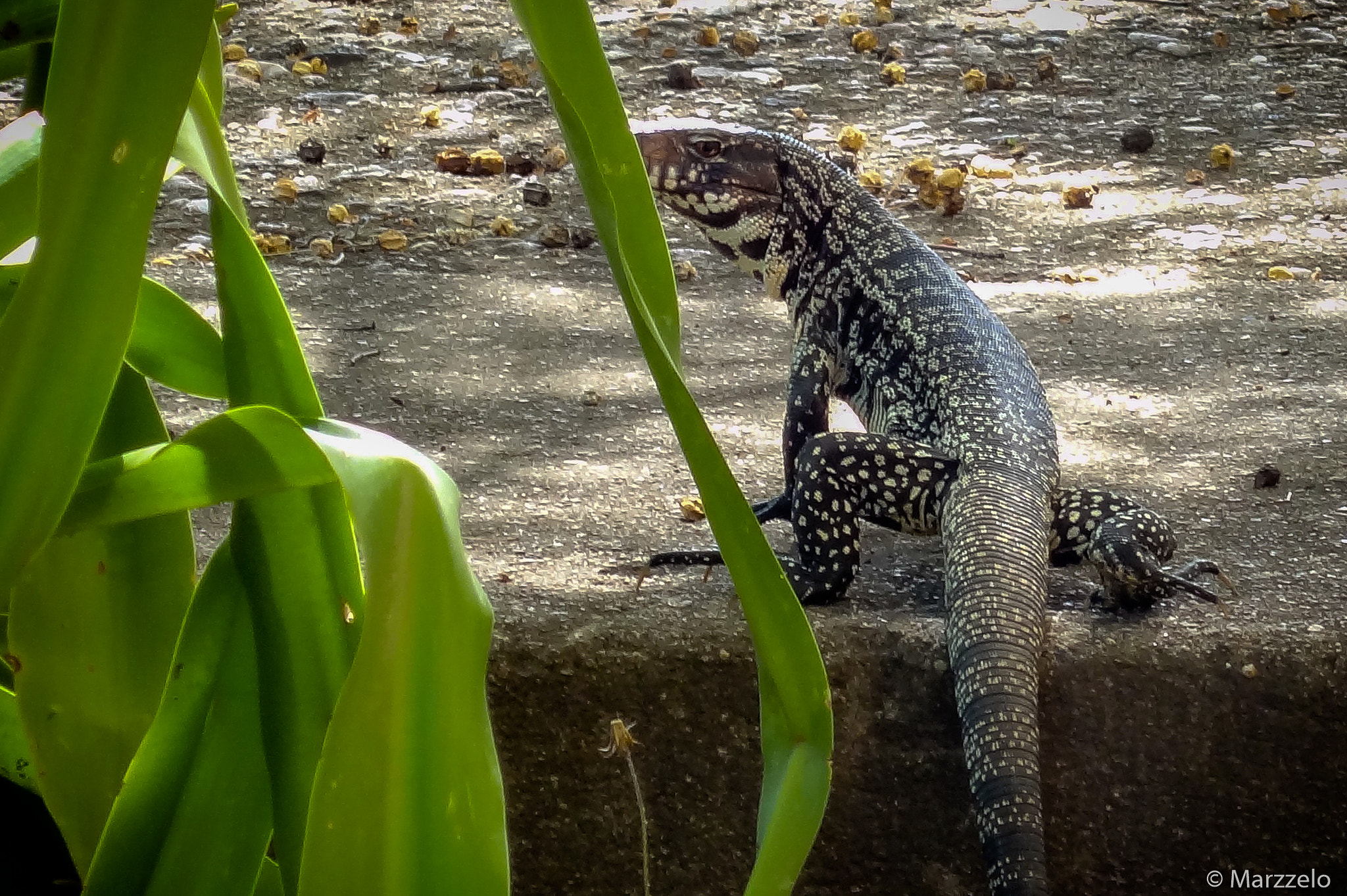 Sony Cyber-shot DSC-HX7V sample photo. Iguanita photography